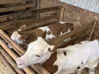 Vaca, Vaca blanca británica — foto 2
