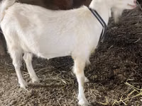 Ямаа, Dutch Landrace goats — 8 зураг