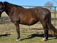 घोड़ी, Quarter Horse — फ़ोटो 2