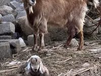 عنزة, Nubian Goat — الصورة 3