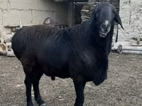 Widder, Rhon sheep — Foto 1