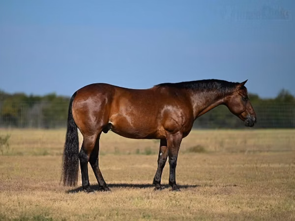 公马, Quarter Horse