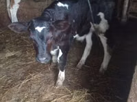 Bull, Cattle — photo 1