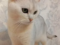 Cinsi:Britsh shorthair. Cantası tek 170m da alınıb. Ev heyvanları — الصورة 1