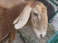 Хонь, Arashan sheep — 4 зураг