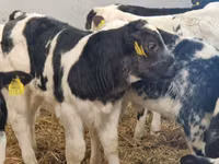 КРС (партия, пол не указан), Чёрно-пёстрая корова — фото 3