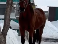 घोड़ा, Horse breed — फ़ोटो 4