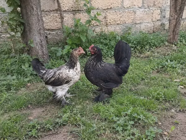 ياباني بانتام