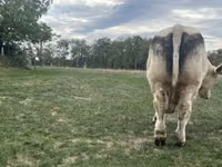 Bull, Charolais cattle — photo 3