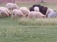 Ram, Racka sheep — photo 4