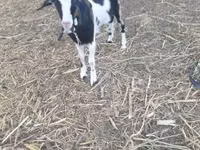 Ямаа, Alpine goat — 5 зураг