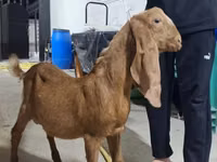 Ямааны ухна, Kamori goats — 2 зураг