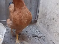 Chickens — Foto 2