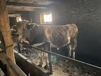 Бух, Simmental cattle — 4 зураг