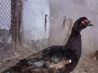 Ducks — फ़ोटो 8