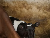 母牛, Cattle — 照片 1