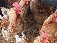 Chickens — फ़ोटो 3
