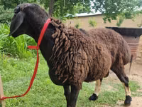 Widder, Blackheaded Persian sheep — Foto 1