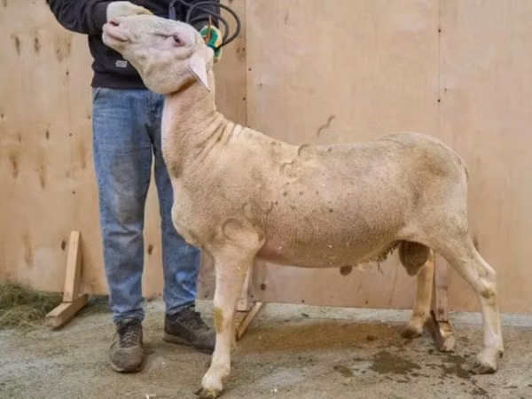 Ram, Lacaune sheep