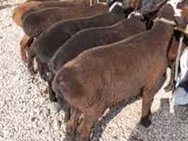 Widder, Hissar sheep