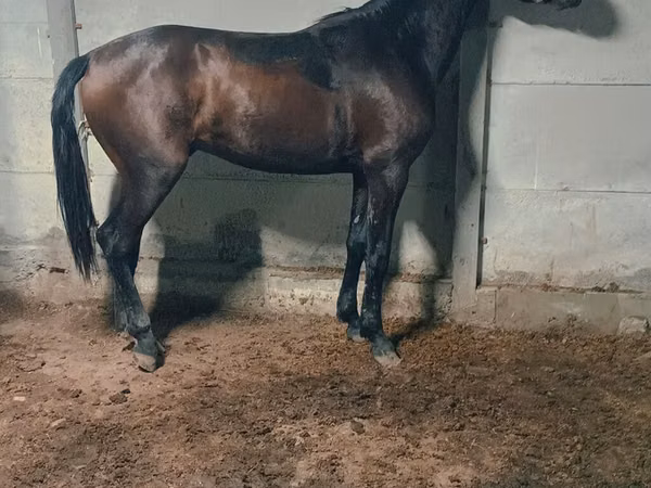 Caballo, Caballos