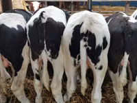 सांड, Russian Black pied cattle — फ़ोटो 2