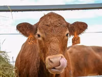公牛, Aberdeen-Angus — 照片 3