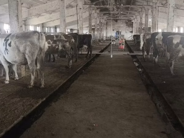 母牛, Holstein breed