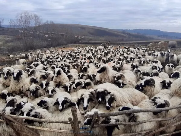 भेड़, Bessarabian sheep