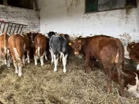 Cow, Simmental cattle — photo 5