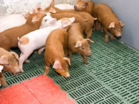 Eber, Schweine — Foto 1