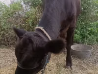Vaca, Ganado vacuno — foto 5