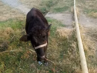 母牛, Cattle — 照片 1