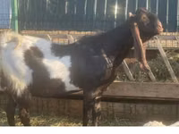 تيس, Kamori goats — الصورة 2