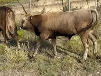 Toro, Ganado vacuno — foto 1
