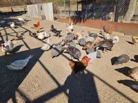 Chickens — फ़ोटो 5
