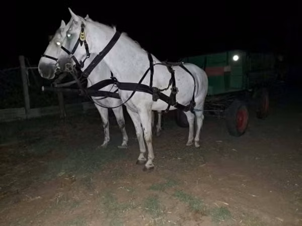 حصان, الخيول