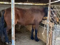 घोड़ा, Tatar horse — फ़ोटो 4