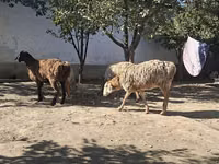 भेड़, भेड़ — फ़ोटो 7