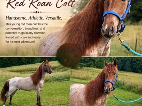घोड़ा, Rocky Mountain Horse