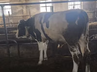 公牛, Simmental cattle — 照片 5