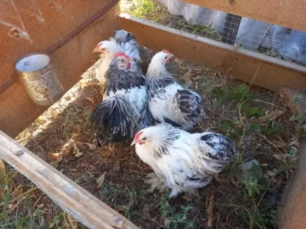 Pekin-Zwerg