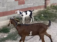 बकरी, Nubian Goat — फ़ोटो 3