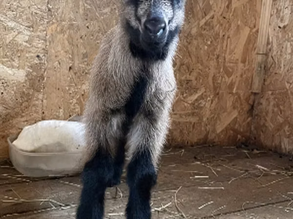 बकरा, Czech Brown Shorthaired goats