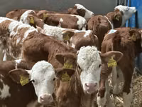 मवेशी (लॉट, लिंग निर्दिष्ट नहीं), Simmental cattle — फ़ोटो 5