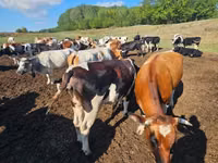 Bulle, Simmental cattle — Foto 2