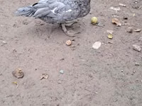 Ducks — 照片 8