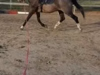 Адуу, Dutch warmblood horse — 2 зураг