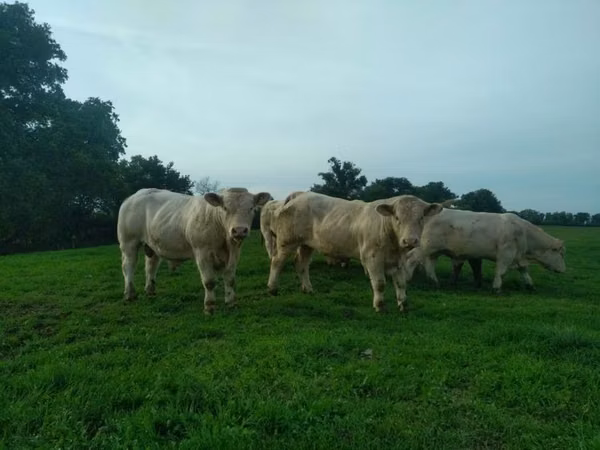 ثور, Charolais cattle