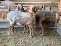 نعجة, Arashan sheep — الصورة 5